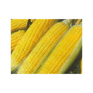 Grans de maïs jaune séché au meilleur prix/stock en vrac de maïs de maïs disponible avec emballage personnalisé - Product Image 1