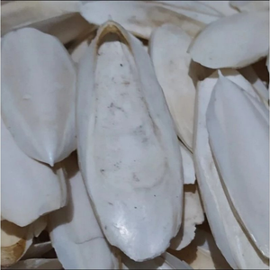 HUESO DE SEPPIA PICADO ALTO EN CALCIO - Product Image 1