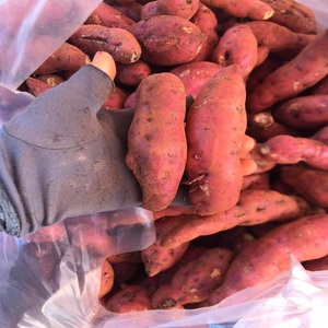 Vente en gros de pommes de terre de haute qualité patates douces fraîches violettes quantité minimale de commande bas prêt à expédier - Product Image 4