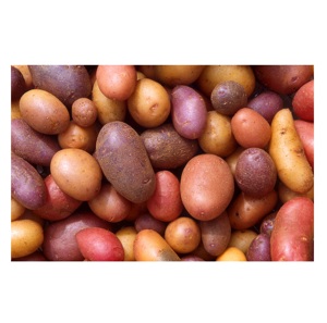 "<b>Fresh</b> <b>Potatoes</b> for Sale at Affordable Prices High-Quality <b>Potatoes</b> for All Your Cooking and Baking Needs" - Product Image 1
