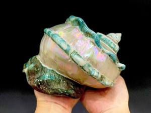 Grande coquille de Turbo Marmoratus verte géante du Vietnam pour la décoration intérieure Turbo Marmoratus Vitrine Vintage des années 1990 - Product Image 5