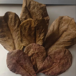 ใบอินเดียนอัลมอนด์แห้ง ขายส่งจำนวนมาก สำหรับปลาเบต้า กุ้ง  ใบเทอร์มินัลเลีย คาตัปป้า บริสุทธิ์ ใส สำหรับตู้ปลาเบต้า ตู้ปลา น้ำในตู้ปลา - Product Image 3