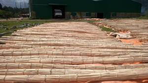 Caña de bambú de ratán Manau cruda-Ratán de la mejor calidad sin pelar 18mm a 50mm Pulido-Cáscara de ratán // KEVIN TRAN + 84968311314 - Product Image 3