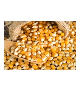 Popping de maíz Premium disponible a granel para la venta, perfecto para fabricantes y minoristas de alimentos de toda la región - Product Image 2