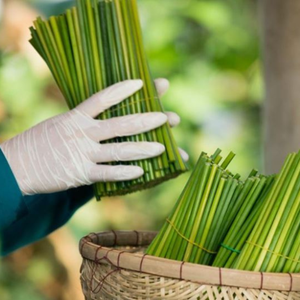 Pailles d'herbe verte du VIETNAM au meilleur prix - Product Image 6
