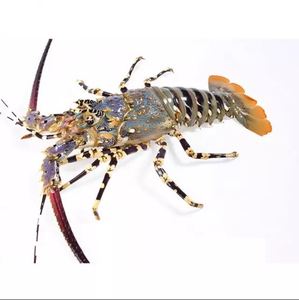 Galletas de gambas congeladas sin cabeza, mariscos secos a granel - Product Image 4