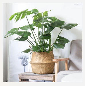 Rustique Pliable À La Main Seagrass Ventre Panier Naturel Tissé De Stockage Organisateur Décor - Product Image 3