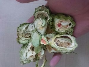 Venta caliente de melón amargo seco de Vietnam-Calabaza amarga deshidratada Premium al por mayor, grandes cantidades de melón amargo seco - Product Image 6