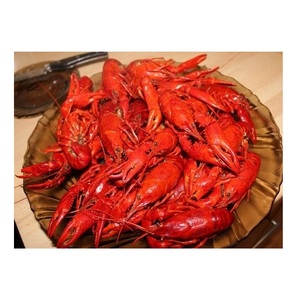 กุ้งมังกรอเมริกันแช่แข็งคุณภาพสูงพร้อมจำหน่ายในราคาประหยัด - Product Image 3