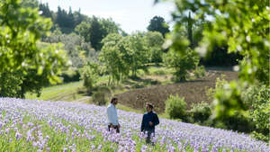 Pruneti Extra Virgin Chianti Classico Olive Oil Cold Pressed <b>250ml</b> <b>Glass</b> <b>Bottle</b> High Polyphenols Premium Quality for Gift - Product Image 2