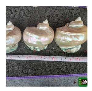 Concha azul natural Turbo Burgess Jade, concha pulida decorativa gigante Turbo Marmoratus de Vietnam, colección artesanal, conchas marinas - Product Image 1