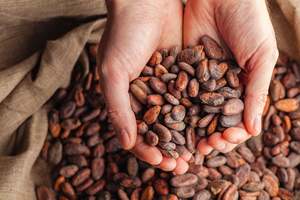 Premium Raw Cocoa <b>Beans</b> Bulk, Wholesale Cocoa <b>Beans</b> for Sale, Best Quality Sun-Dried Cocoa <b>Beans</b> for Chocolate, <b>Baking</b> & Snacks - Product Image 3