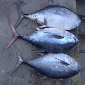 Atún Aleta Amarilla de Primera Calidad, Recién Pesca en la Costa de Gensan y La Unión - Product Image 1