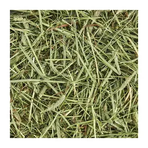 ALFAFA HAY READY FOR SUPPLY/ Alfalfa hay with high protein for animal feeding