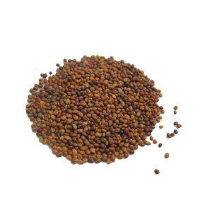 Trèfle persan | Produit de pâturage naturel | Solution d'alimentation de ferme - Product Image 2