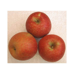 Manzanas Golden Delicious Frescas, Suaves y Dulces para Comerciantes Internacionales, Supermercados y Mayoristas de Productos Agrícolas - Product Image 6