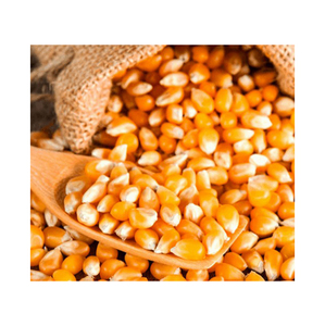 Maïs jaune/maïs pour l'alimentation animale/maïs jaune pour l'alimentation de volaille - Product Image 6