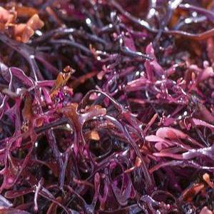 Golden Seamoss Eucheuma Cottonii natural 100% de Vietnam Mary - Product Image 6