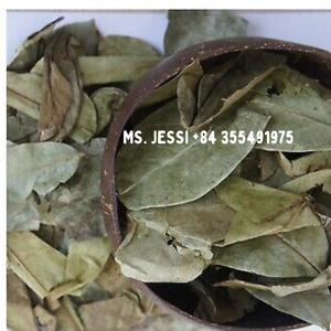 Hojas de Guanábana orgánicas al por mayor-Extracto de hoja de Graviola de alta calidad/Sra. Jessi - Product Image 5