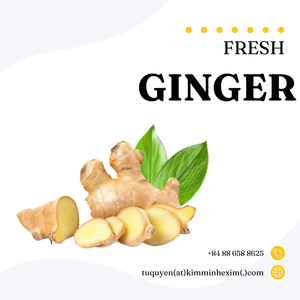 Raíz de jengibre fresco Premium de Vietnam, calidad de exportación a granel para exportación - Product Image 2