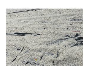 เครื่องชั่งปลานิลสำหรับปลาคอลลาเจน/แห้งจากเวียดนาม - Product Image 1