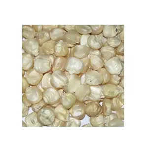 ข้าวโพดสีขาว/ข้าวโพดเลี้ยงสัตว์/ข้าวโพดสีเหลืองสีขาวจำนวนมาก - Product Image 6