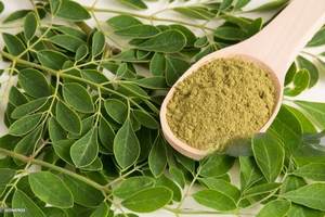 Extrait de feuilles de Moringa Oleifera biologique en vrac en gros, produit riche en protéines, poudre de feuilles de Moringa sauvage indienne, extrait à base de plantes - Product Image 2