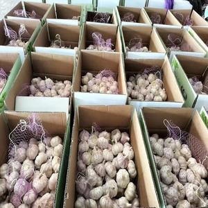 Compre ajos frescos al por mayor de primera calidad con entrega rápida a precios económicos Ajo fresco de granja de alta calidad disponible - Product Image 4