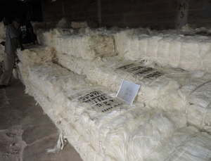 Fibre de sisal écologique de qualité supérieure Fibre de coco de haute qualité pour le béton et la filature Motif brut Grade UG - Product Image 6