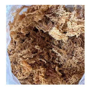 Algas marinas secas de buena calidad al por mayor musgo marino natural a buen precio para alimentos de Vietnam, las mejores del mercado - Product Image 5