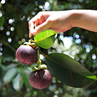 Hoogwaardige verse mangosteen - Vietnamees tropisch fruit voor export en groothandel