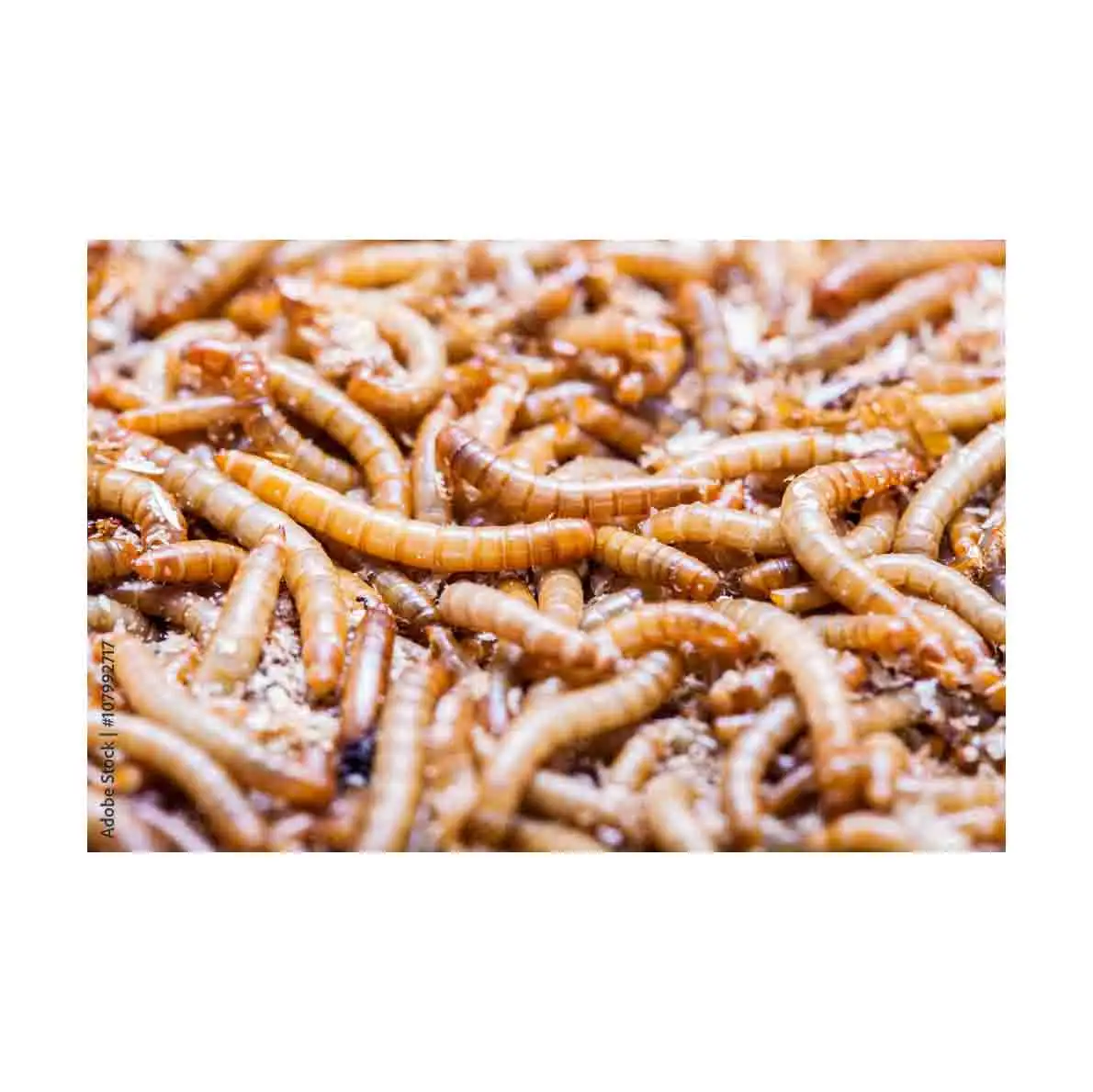 Dried Meal Worms/Mealworms for Poultry Feed Animal