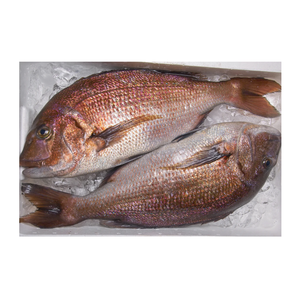 Pescado Congelado de Pargo Rojo del Mar Rojo (WR) Venta al por Mayor - Product Image 6