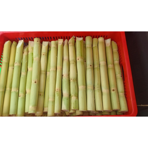 Vente en gros de bâtonnets de canne à sucre biologique congelés du Vietnam, prêts pour le jus de smoothies et exportation mondiale avec douceur naturelle - Product Image 3