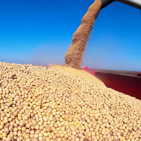 Kacang <span class=keywords><strong>Kedelai</strong></span> NON GMO Brasil Asal Tanaman Saat Ini
