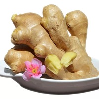 Gingembre frais en vrac, excellente qualité, conforme aux normes européennes, récolte de l'année dernière, origine Thaïlande, pour l'alimentation et l'agriculture, prix par tonne sur le marché.