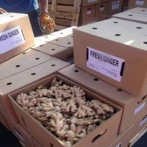 Raíz de Jengibre Fresca, Jengibre Viejo, Cultivo Común, Suministro a Granel para Procesamiento de Alimentos y Precio al por Mayor en Venta - Product Image 1