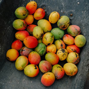 Puré de Mango de Primera Calidad, Origen Sudáfrica, Aséptico, Estilo Fresco, con 1 Año de Vida Útil para Uso Alimentario - Product Image 1