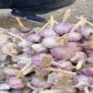 Market Peeled Garlic Price|Fresh Snow White Garlic in 4/5/6/8/10KG Bags|Top Grade Thai Supplier - Product Image 1