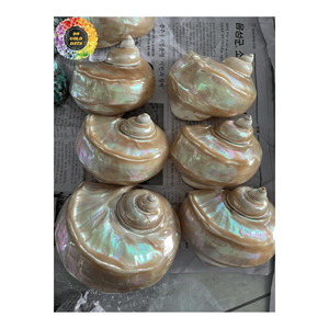 เปลือกหอยเทอร์โบเบอร์เกสไข่มุกขัดเงาสำหรับตกแต่งบ้านและหัตถกรรมเกรดพรีเมี่ยมจากเวียดนาม - Product Image 2