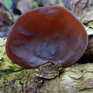 Champignon en bois séché-champignon de haute qualité au VIETNAM // JENNIBUI + 84797005377 - Product Image 4