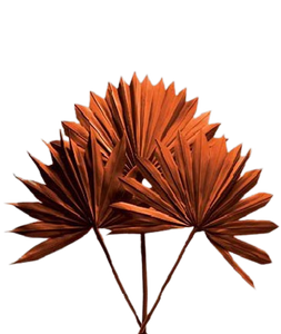 Feuilles de palmier Lance Feuilles de palmier naturelles Lance de palmier Fête des mères Saint Valentin Noël Merci Cadeaux pour chaque fois - Product Image 6