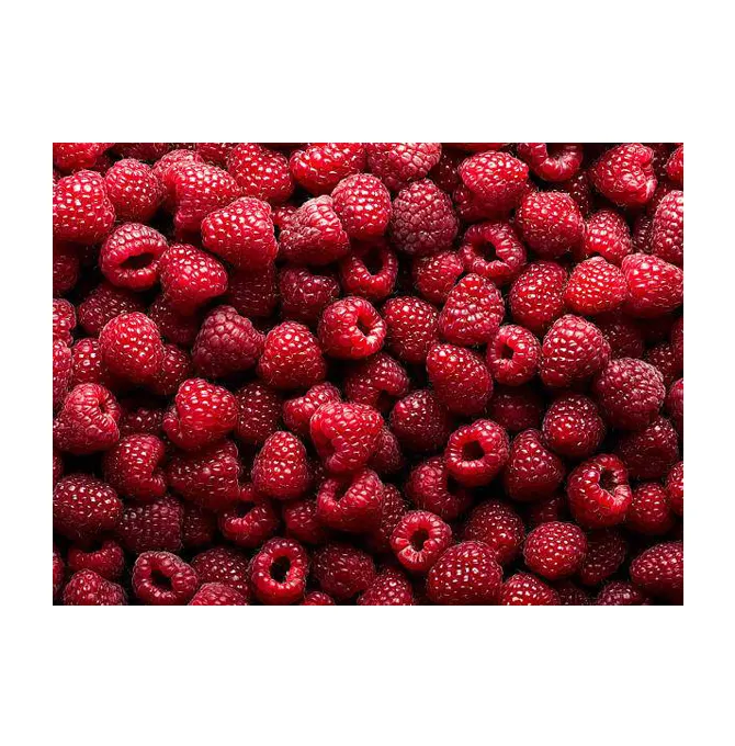 Standard Quality Bulk 100% Pure and Natural Sweet Delicious Fresh Berries Fruit Raspberry for Wholesale Buyers