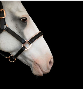 Pour les raccords en laiton de licou de cheval en cuir Hollywood avec plaque signalétique gravée Potable pour licou en cuir Hollywood - Product Image 5