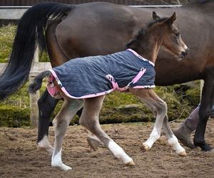 Оптовая продажа, высококачественный ковер для верховой езды, водонепроницаемый, светоотражающий, защищающий от высоких нагрузок, для верховой езды, светоотражающий лист для упражнений, Индия - Product Image 2