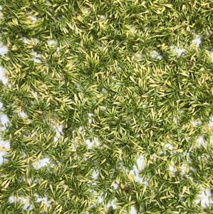 ดอกมะละกอสำหรับผู้ชายแช่แข็งสีเขียวออร์แกนิก - Product Image 6