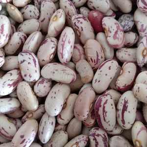 Frijoles Pintos Secos Orgánicos de Primera Calidad en Venta, Empaquetado a Granel, Origen Reino Unido, Nutrición Saludable e Industria de Procesamiento de Alimentos - Product Image 3