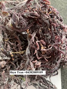 Musgo de mar crudo para la exportación de alimentos con mucha nutrición La mejor calidad y el precio más bajo Fabricado por Vietnam/Shyn Tran - Product Image 4