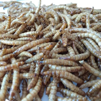 Aliment pour volailles, exportation directe usine, 100% naturel, riche en protéines, favorise la croissance, qualité en vrac, durée de conservation 2 ans, pour porcs, chiens, poissons