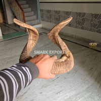 Paire d'authentiques cornes de brebis naturelles courbées pour décoration murale, projets de taxidermie, aménagement intérieur rustique et cadeaux